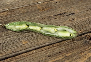 Images Dated 7th November 2006: Broad Beans - in pod