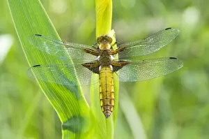 Images Dated 24th May 2008: Broad Bellied Chaser - Female on yellow flag - The Netherlands - Overijssel - De Wieden