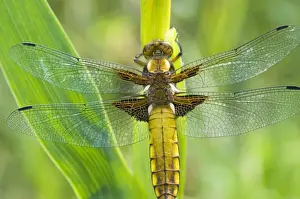 Broad Bellied Chaser - Female on yellow flag - The Netherlands - Overijssel - De Wieden