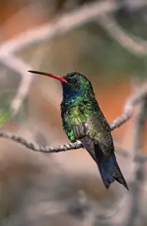 Broad-billed Hummingbird