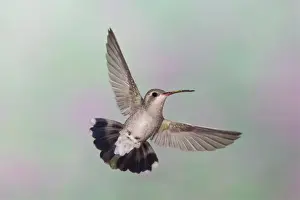 Broad Billed Prints: Broad-billed Hummingbird. Female. Southeast Arizona in March