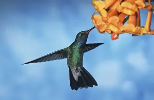Hovering Prints: Broad-Billed Hummingbird FG 12411 Male in flight feeding from flower - South Arizona