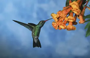 Hovering Prints: Broad-Billed Hummingbird FG 12413 Male in flight feeding from flower Cynanthus latirostris © Francois Gohier
