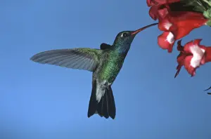 Hovering Prints: Broad-Billed Hummingbird FG 12414 Male in flight feeding from flower - South Arizona