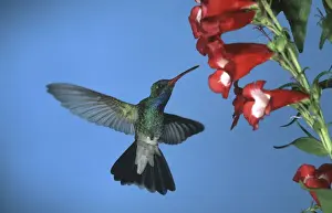 Hovering Prints: Broad-Billed Hummingbird FG 12415 Male in flight feeding from flower - South Arizona