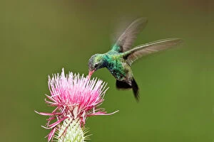 Images Dated 29th June 2007: Broad-billed Hummingbird - in flight, feeding