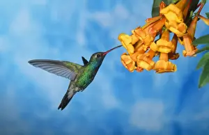 Broad-billed Hummingbird - male