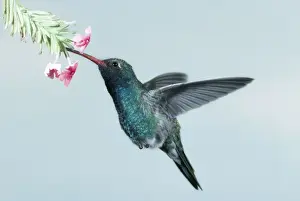 Drinking Nectar Prints: Broad Billed Hummingbird WW 1243 (M) Cynathus latirostris © Wardene Weisser ARDEA LONDON