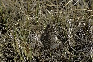 Broad-billed Sandpiper - on nest