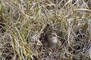 Sandpiper Prints: Broad-billed Sandpiper - on nest