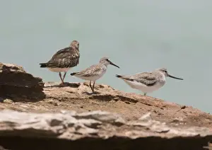 Broad-billed Sandpiper in winter plumage Breeds in wet boggy areas of some parts of far north Europe and Asia. Winters southern Asia to Australia. Uncommon. At Roebuck Bay, Western Australia