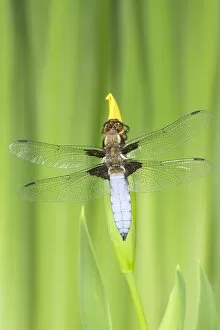 Images Dated 10th June 2004: Broad-bodied Chaser Dragonfly - Male on yellow flag