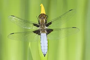 Broad-bodied Chaser Dragonfly - Male on yellow flag