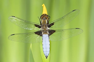 Images Dated 10th June 2004: Broad-bodied Chaser Dragonfly - Male on yellow flag