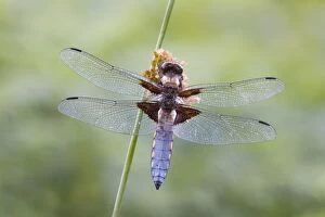 Images Dated 6th July 2008: Broad Bodied Chaser - dragonfly resting on vegetation - Cannock Chase - Staffordshire - England