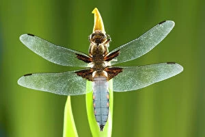 East Anglia Collection: Broad Bodied Chaser Dragonfly - warming on Yellow Iris Norfolk UK