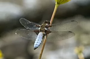 Broad-bodied Chaser - Male perched on flower stem