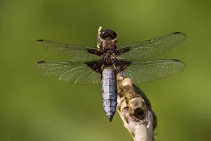 Broad-bodied Libellula, Broad-bodied Chaser - male