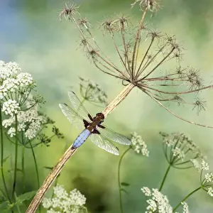 Broad-bodied Libellula Dragonfly - male