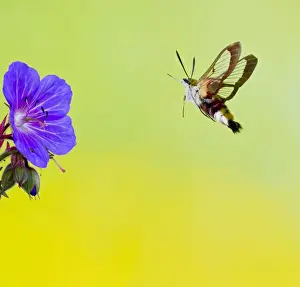 Broad-bordered Bee Hawkmoth - approaching flower 13501