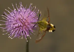 Collection Prints: Broad-bordered bee hawkmoth, feeding at meadow thistle (Cirsium dissectum)