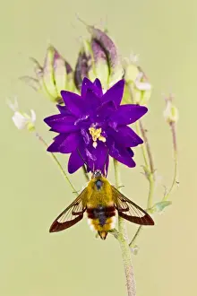 Broad-bordered Bee Hawkmoth - in garden 13394