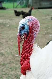 Wattle Collection: Broad Breasted White Turkey