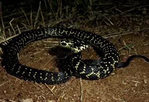 Broad-headed snake - endangered / vulnerable species