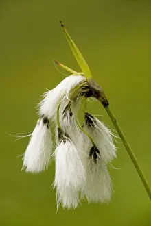 Broad Leaved Prints: Broad-leaved Cotton-grass (Eriophorum latifolium); uncommon fen plant in UK
