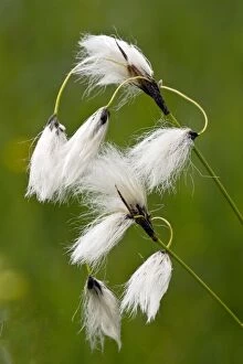 Images Dated 5th June 2011: Broad-leaved Cotton-grass - in fruit - Fen