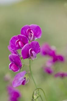 Images Dated 6th August 2012: Broad Leaved Everlasting Pea - Wales - UK
