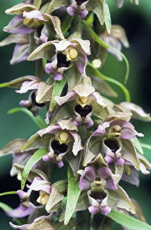Broad Leaved Collection: Broad-leaved Helleborine
