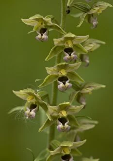 Broad Leaved Collection: Broad-leaved helleborine (orchid)