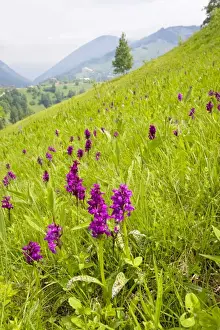 Broad Leaved Prints: Broad-leaved Marsh Orchid - Piatra Craiulu mountains. Romanian Carpathians
