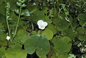 Broad Leaved Collection: Broad-leaved Pondweed - on water