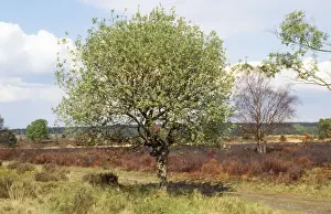 Broad-leaved Sallow - Cannock Chase UK