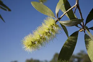 Broad-leaved Tea-tree or Paperbark Flowers variable and may be white, green or red. Family Myrtaceae. Beside a pool along the Gibb River Road, Kimberley, Western Australia