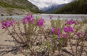 Images Dated 14th July 2010: Broad-leaved Willowherb / Fireweed - on North Saskatchewan River, Canada