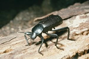 Broad-Necked Darkling Beetle