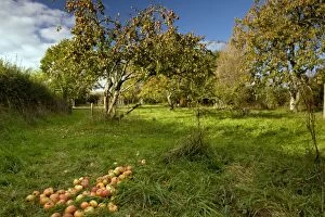 Broad Oak Orchard - community orchard and Dorset