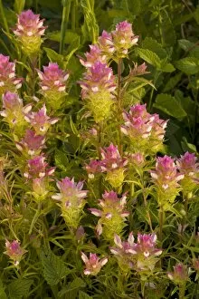 Images Dated 20th July 2008: Broad-scaled Mountain clover / Siskiyou Mountain Clover (Orthocarpus cuspidatus), Mt