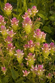 Clover Gallery: Broad-scaled Mountain clover / Siskiyou Mountain Clover