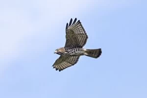 Images Dated 17th September 2012: Broad-winged Hawk