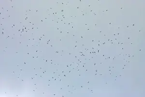 Broad-winged Hawk