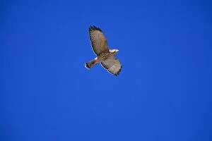 Broad-winged Hawk - Juvenile, in flight