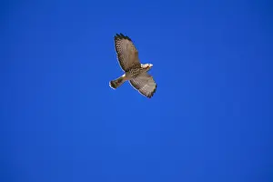 Broad-winged Hawk Juvenile, in flight