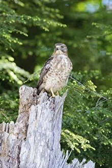 Images Dated 24th May 2009: Broad-winged Hawk. MA in May. USA