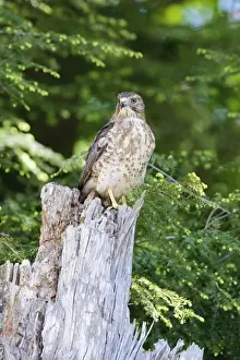 Broad-winged Hawk. MA in May. USA