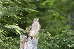 Images Dated 24th May 2009: Broad-winged Hawk. MA in May. USA
