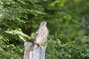 Broad-winged Hawk. MA in May. USA